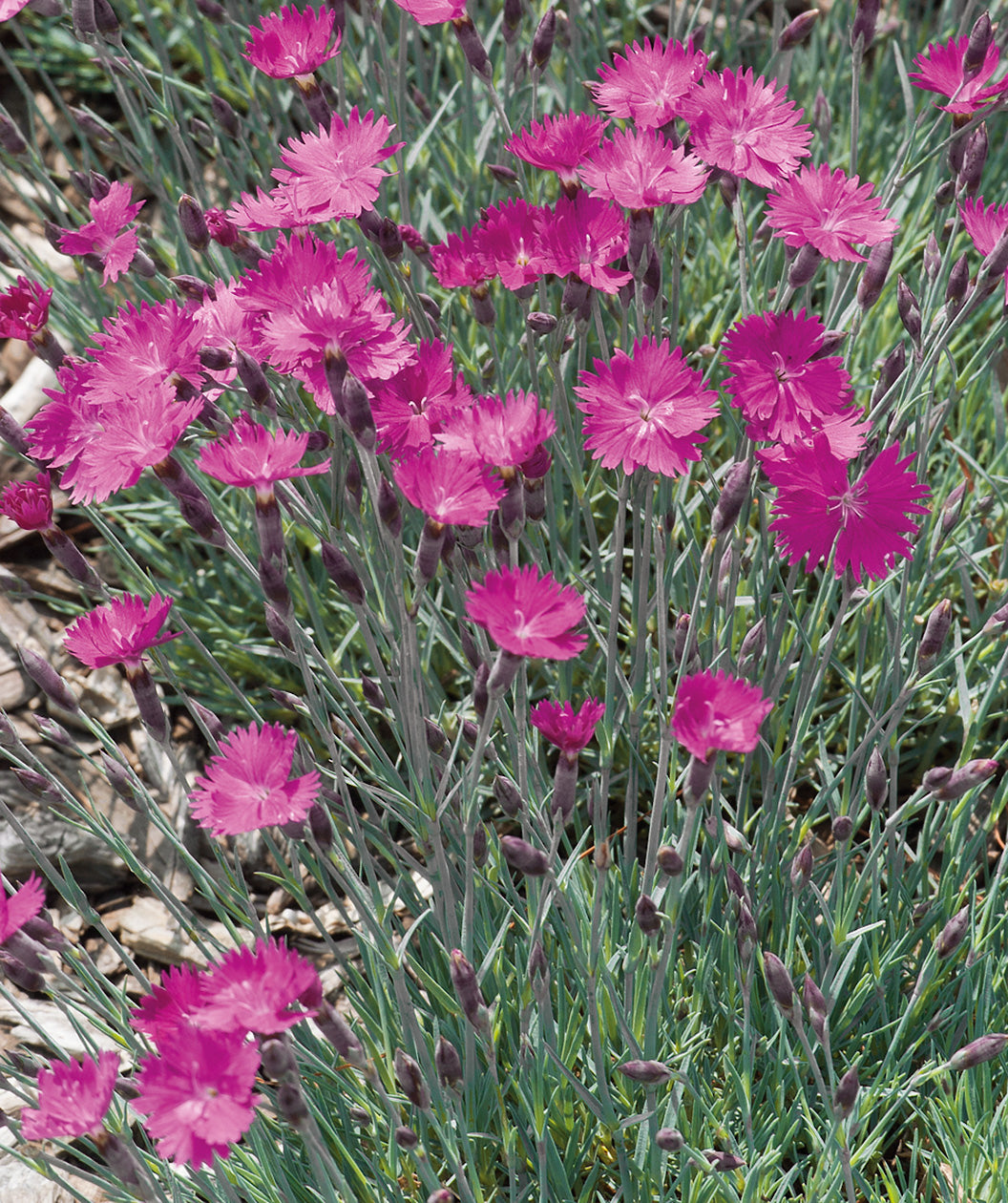 Close up of Firewitch Cheddar Pinks, small dark pink flowers emerging from blue green colored foliage
