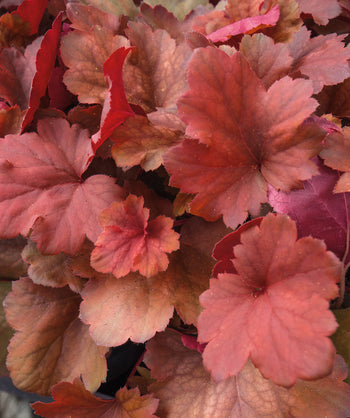 Close up of Cherry Cola Coral Bells foliage, red and cola colored foliage
