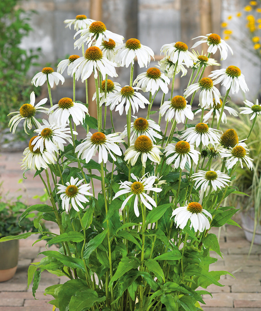 White Swan Coneflower, medium sized white flowers with yellow centers emerging from conical shaped green foliage