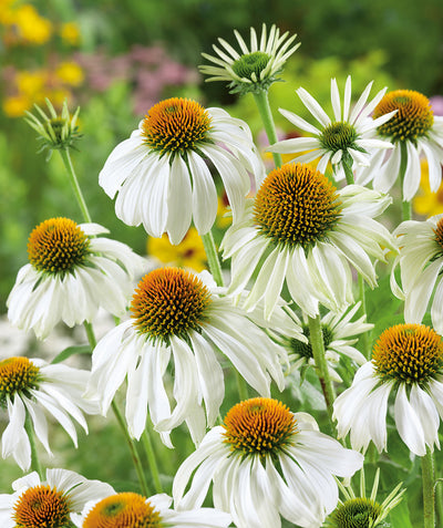 Close up of White Swan Coneflower, medium sized white flowers with yellow centers on green stems