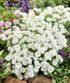 Purity Candytuft planted in a landscape, lots of small rounded clusters of small white flowers with yellow centers on green stems