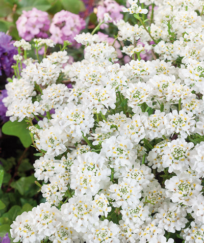 Close up of Purity Candytuft flowers, lots of small rounded clusters of small white flowers with yellow centers