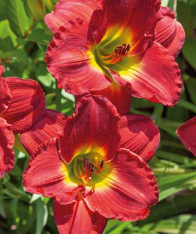 Close up of Red Hot Returns Daylily flowers, several large red flowers with yellow centers emerging from green grass like foliage