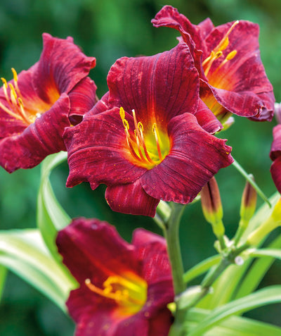 Close up of Stella In Red Daylily flowers, large dark red flowers with yellow centers emerging from green grass like foliage