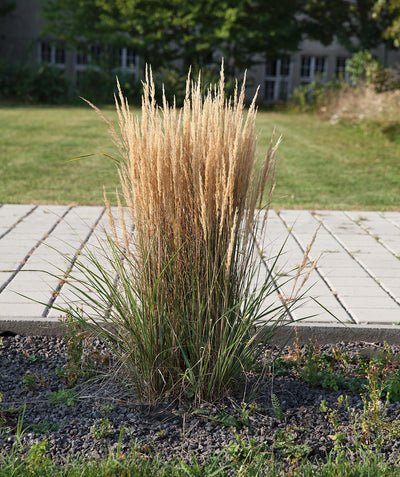 Overdam Feather Reed Grass planted in a landscape, long sandy colored reeds emerging from long thin green grass