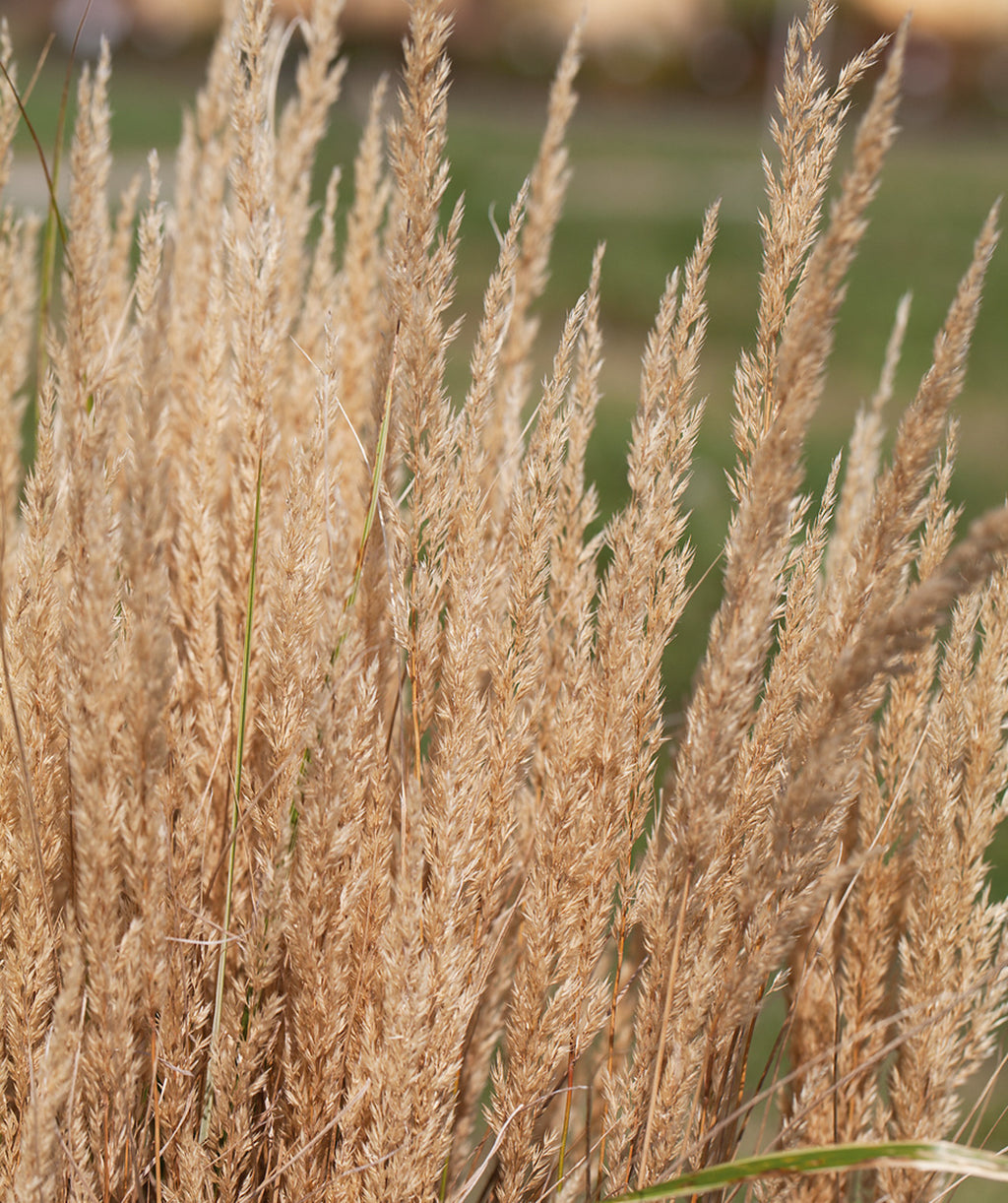 Close up of Overdam Feather Reed grass, long sandy colored reeds