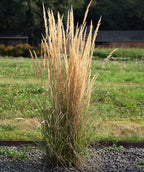 Avalanche Feather Reed Grass planted in a landscape, long thin green decorative grass with long sandy colored grass shoots resembling feathers