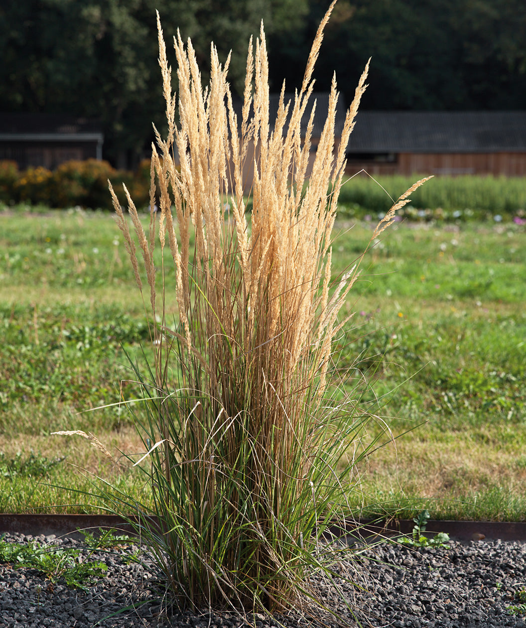 Avalanche Feather Reed Grass planted in a landscape, long thin green decorative grass with long sandy colored grass shoots resembling feathers