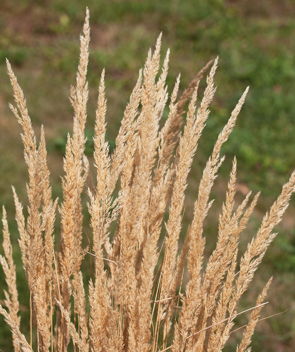 Close up of Avalanche Feather Reed Grass, long sandy colored grass shoots resembling feathers