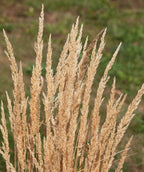 Close up of Avalanche Feather Reed Grass, long sandy colored grass shoots resembling feathers