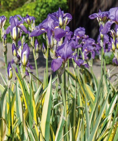 Close up of Gold Variegated Iris flowers, large purple flowers on green stems