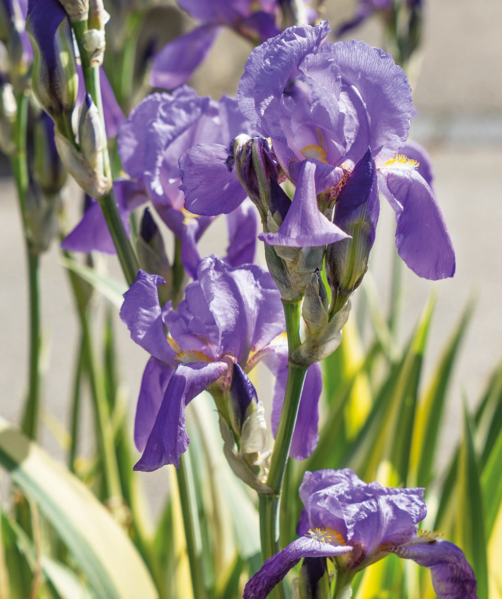 Gold Variegated Iris planted in a landscape, large purple flowers on green stems emerging from long thick green and golden yellow foliage