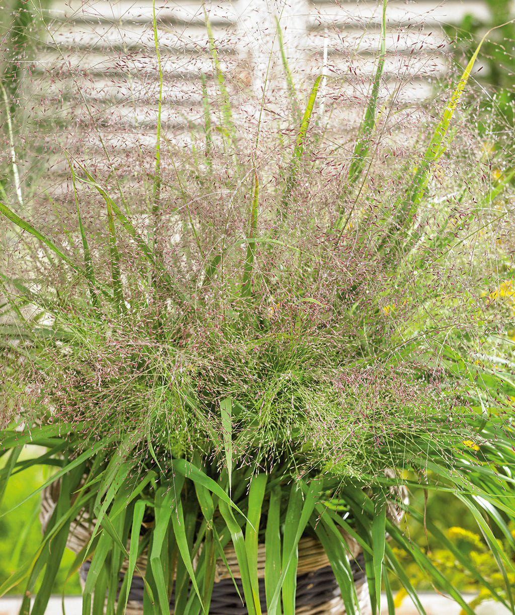 Purple Lovegrass in a patio planter, long green grass with long thing shoots of purple colored seeds