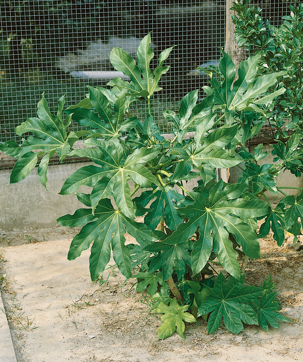 Japanese Aralia planted in a landscape, large heavily lobed shiny green leaves