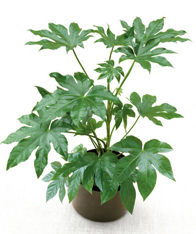 Japanese Aralia on white, large heavily lobed shiny green leaves