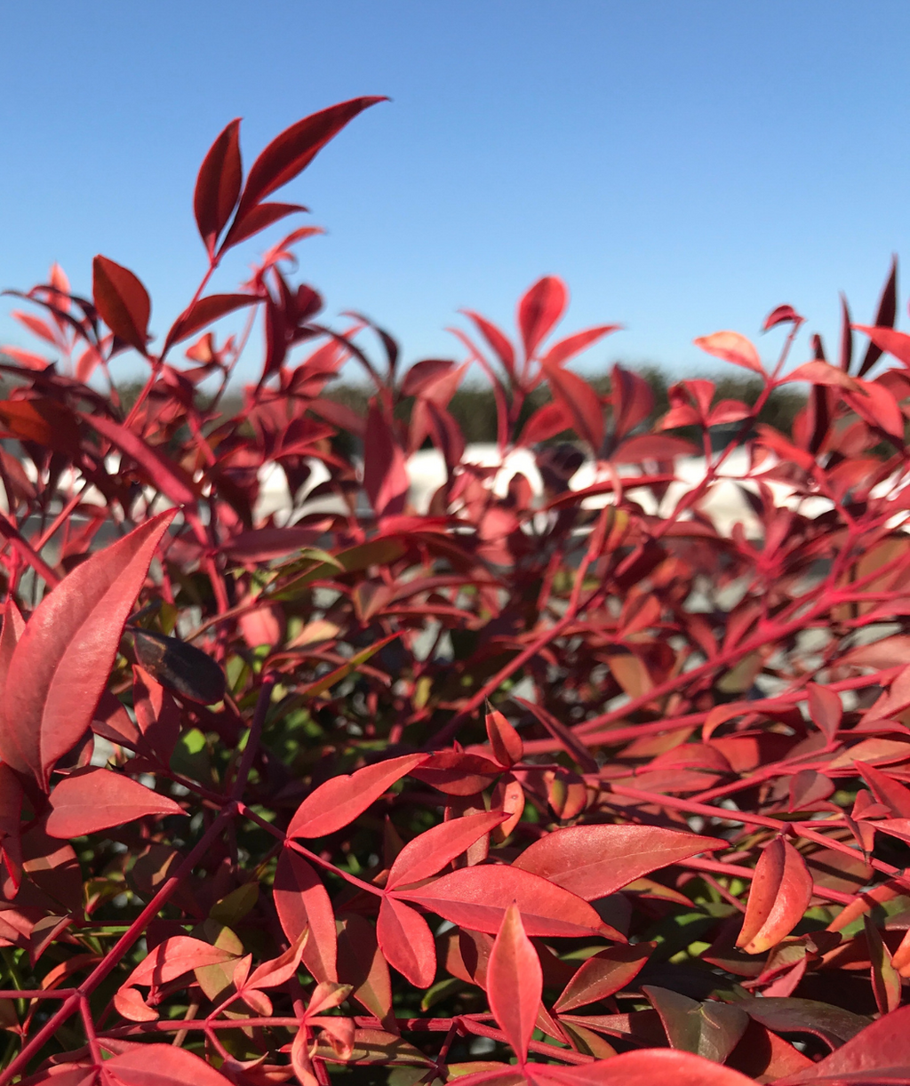Seasonally Colorful Gulf Stream Heavenly Bamboo in fall, in fall the small conical shaped leaves turn to a dark red color