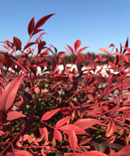 Seasonally Colorful Gulf Stream Heavenly Bamboo in fall, in fall the small conical shaped leaves turn to a dark red color