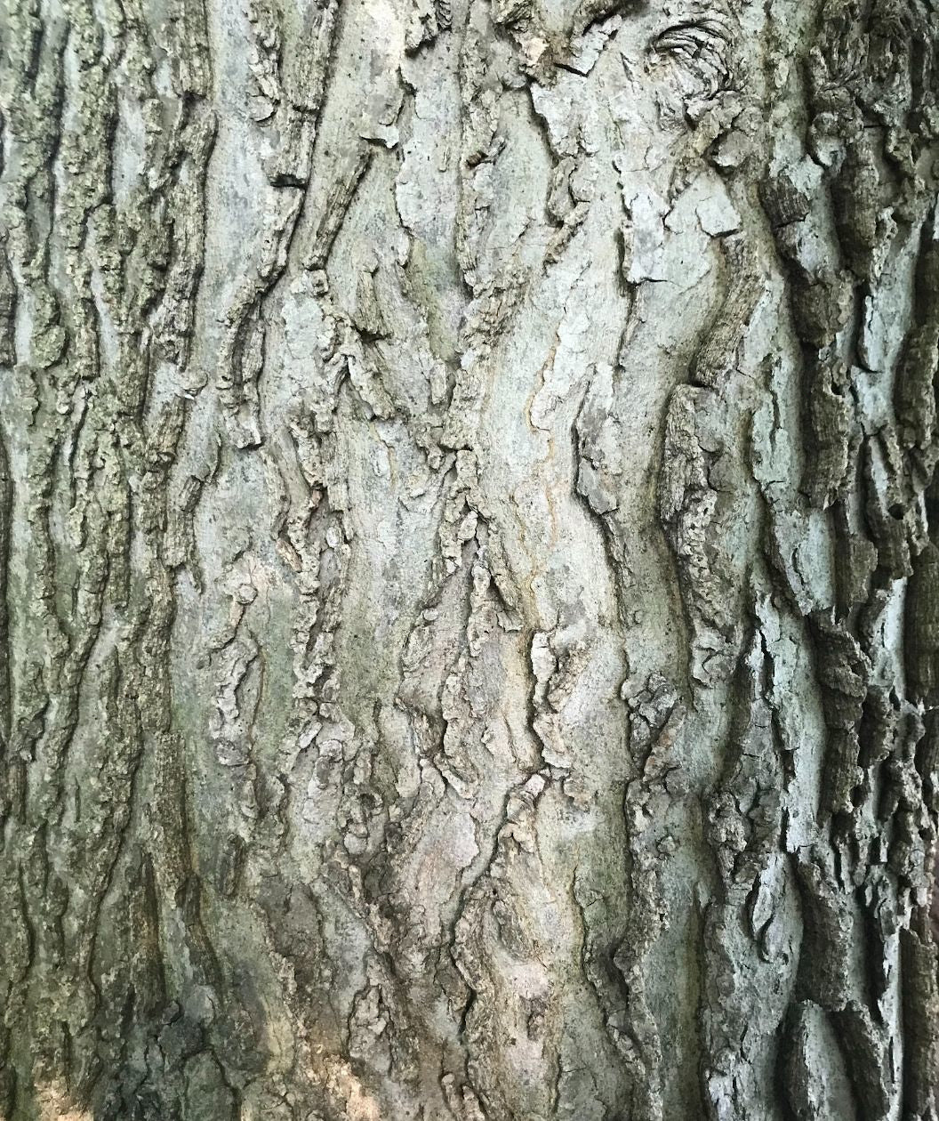 Close up of Common Hackberry bark, gray fissured bark