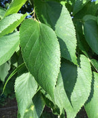 Close up of Common Hackberry leaves, conical shaped green leaves with serrated edges