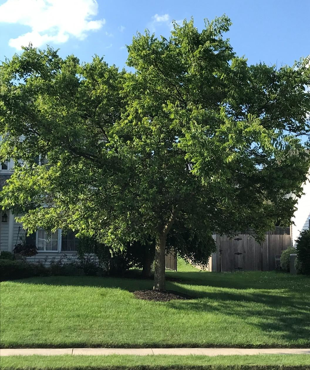 Common Hackberry planted in a landscape, V shaped branching covered in green conical shaped leaves with serrated edges