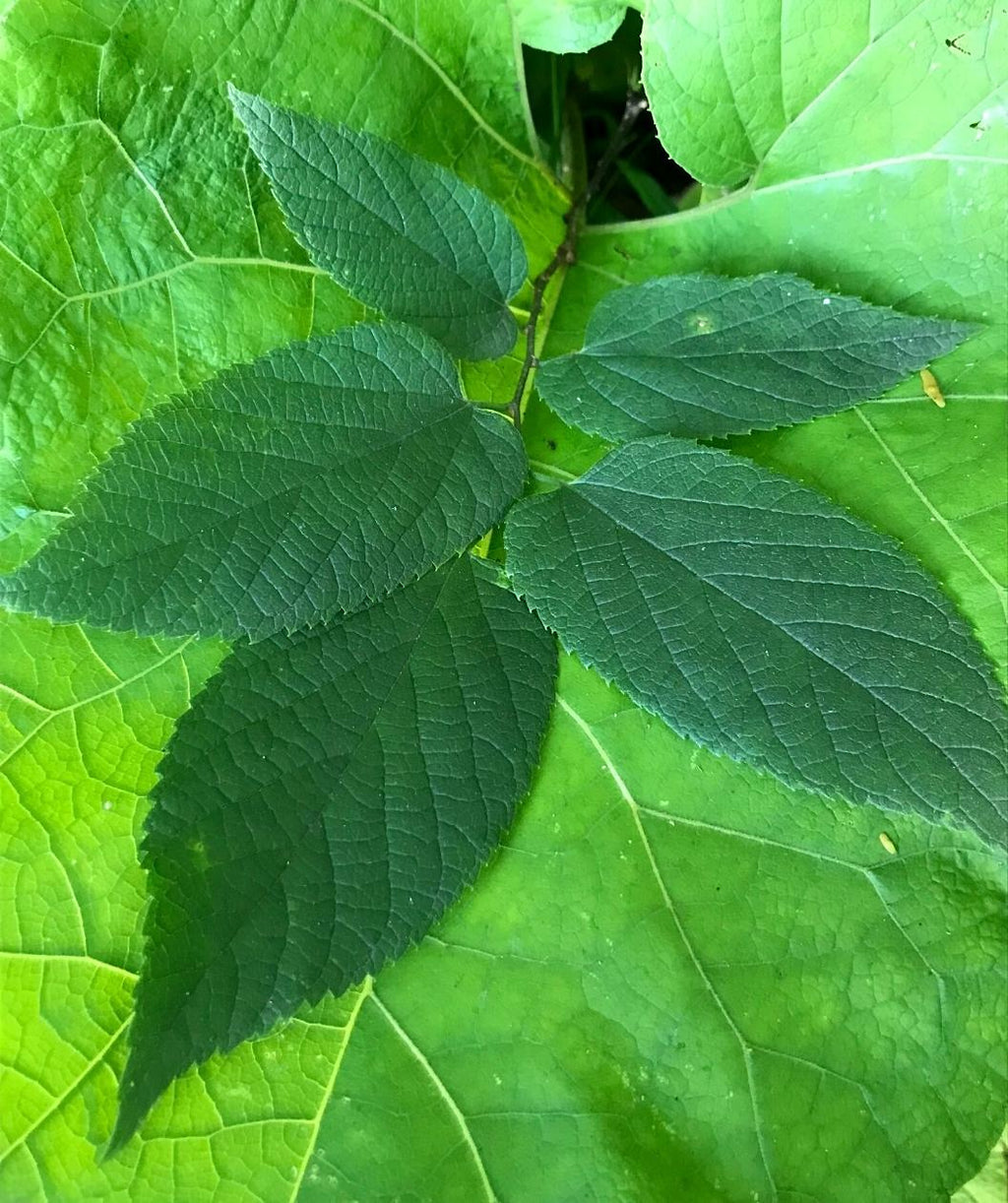 Close up of Common Hackberry leaves, conical shaped green leaves with serrated edges