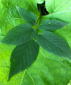 Close up of Common Hackberry leaves, conical shaped green leaves with serrated edges