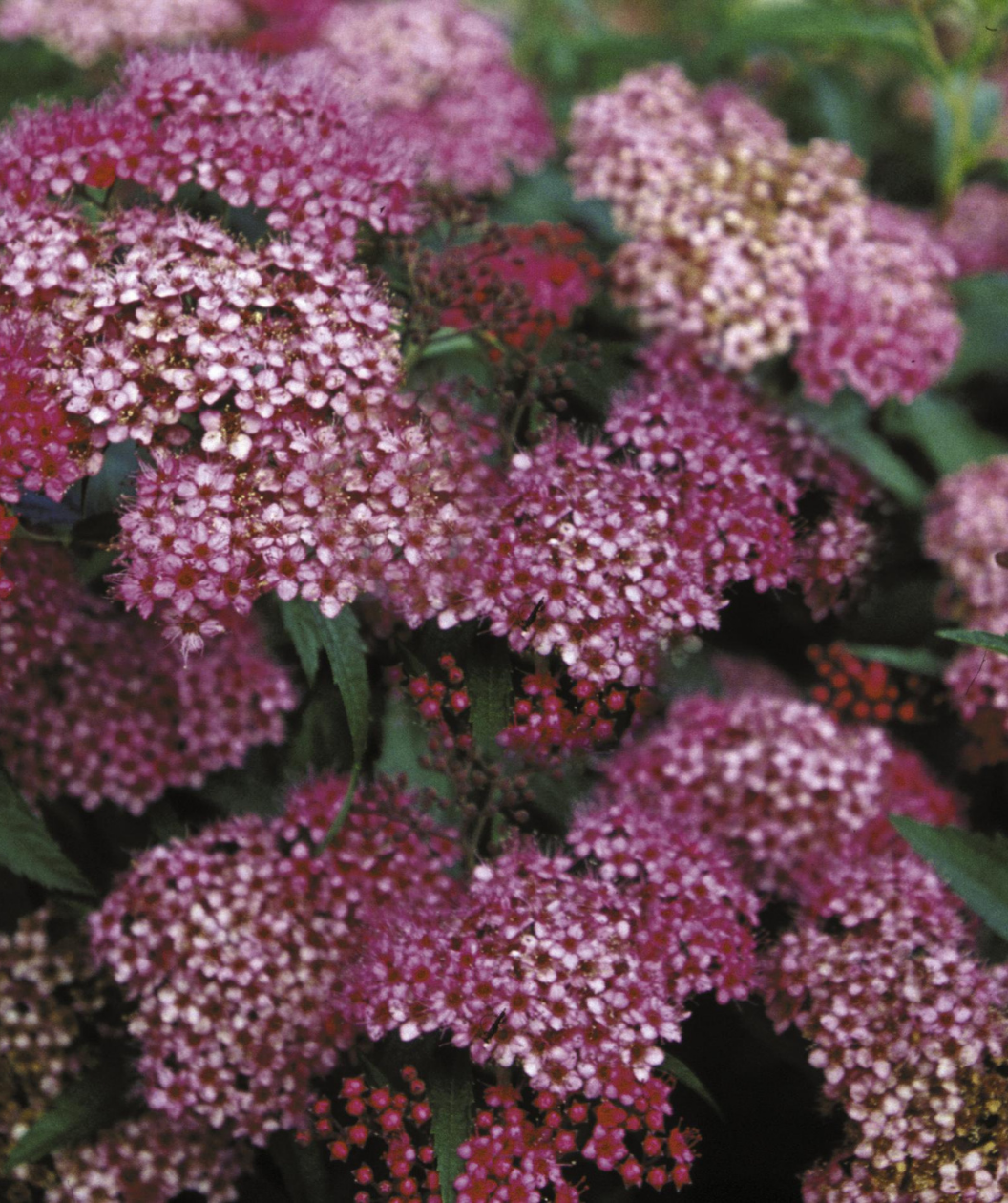 Neon Flash Spirea in Bulk
