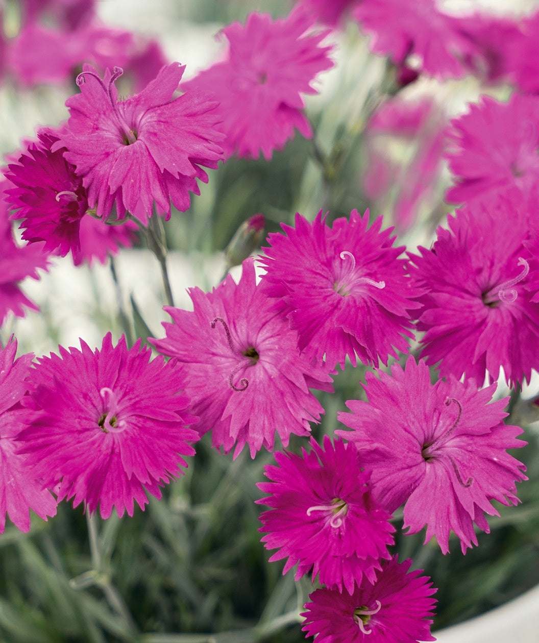 A closeup of the Neon Star Pinks' bright pink flowers against the silver-gray foliage