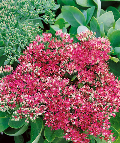 Close up of Neon Stonecrop flowers and buds, rounded cluster of small bright pink flowers with small white and pink flower buds emerging from green foliage