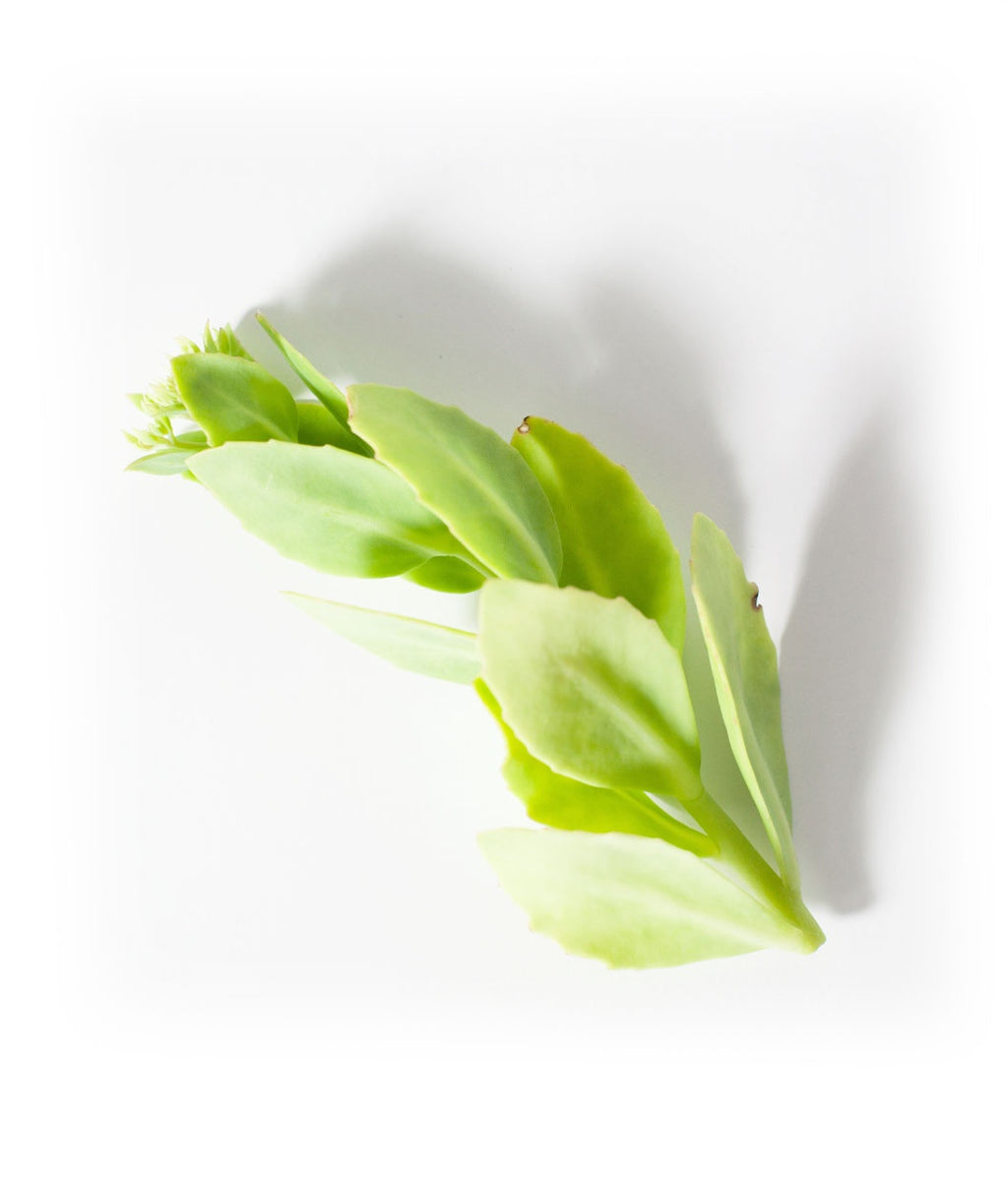 Neon Stonecrop foliage on white, small light green conical shaped foliage on a light green stem