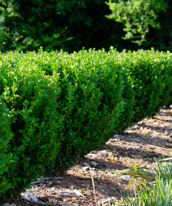 NewGen Freedom Boxwood planted as a hedge, small dark green leaves on a round growing shrub