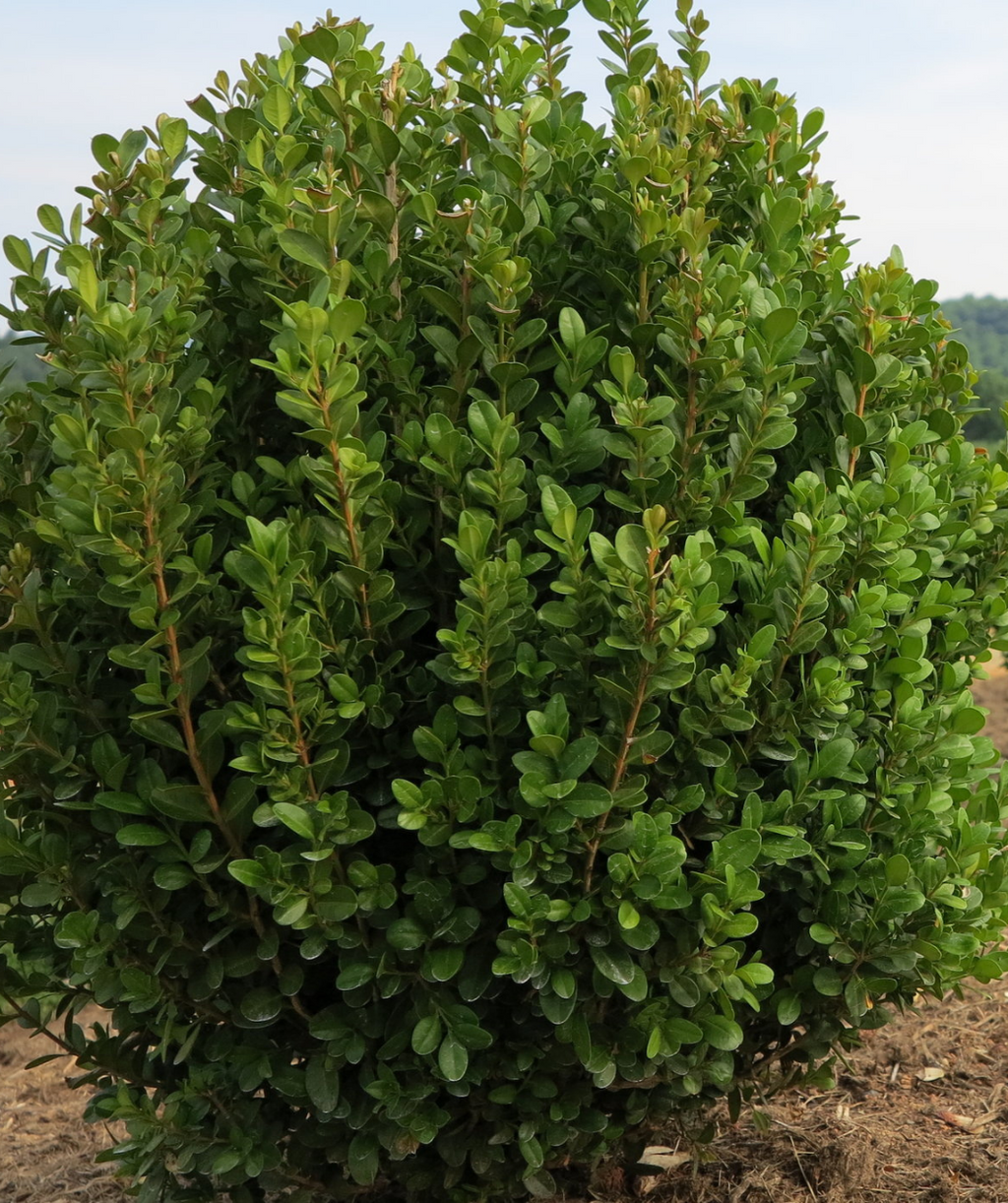 NewGen Freedom Boxwood planted in landscape