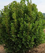 NewGen Freedom Boxwood planted in landscape