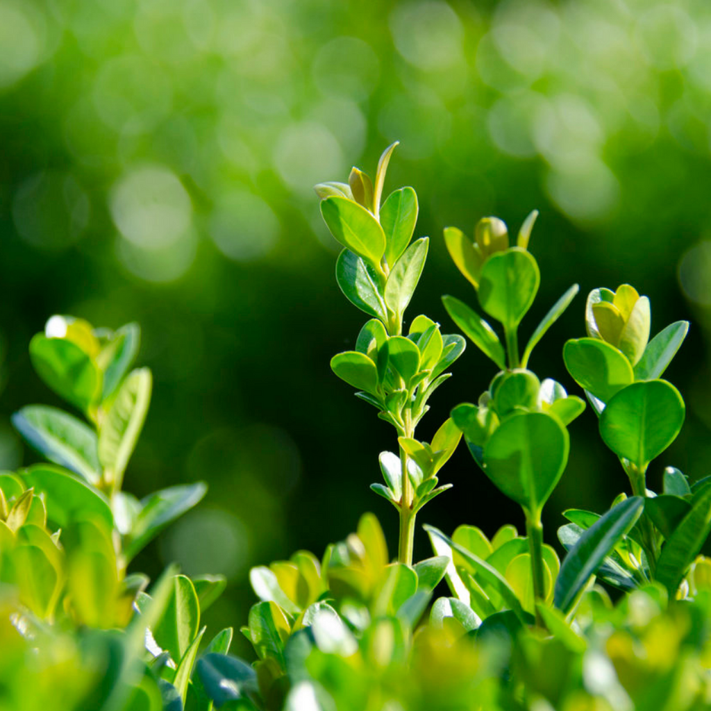 NewGen® Freedom Boxwood | Bower & Branch