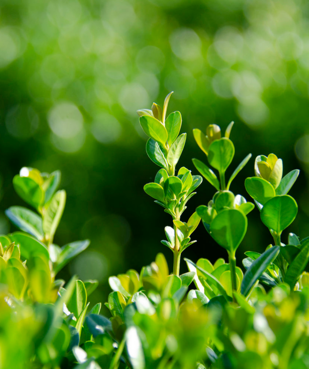 NewGen Freedom Boxwood closeup of evergreen foliage