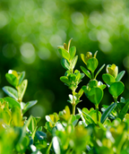 NewGen Freedom Boxwood closeup of evergreen foliage