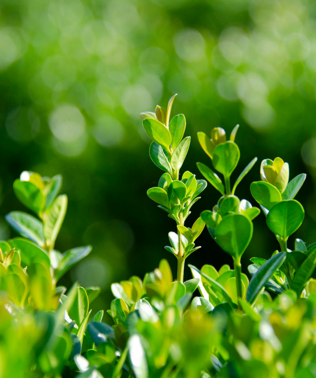 NewGen Freedom Boxwood closeup of evergreen foliage