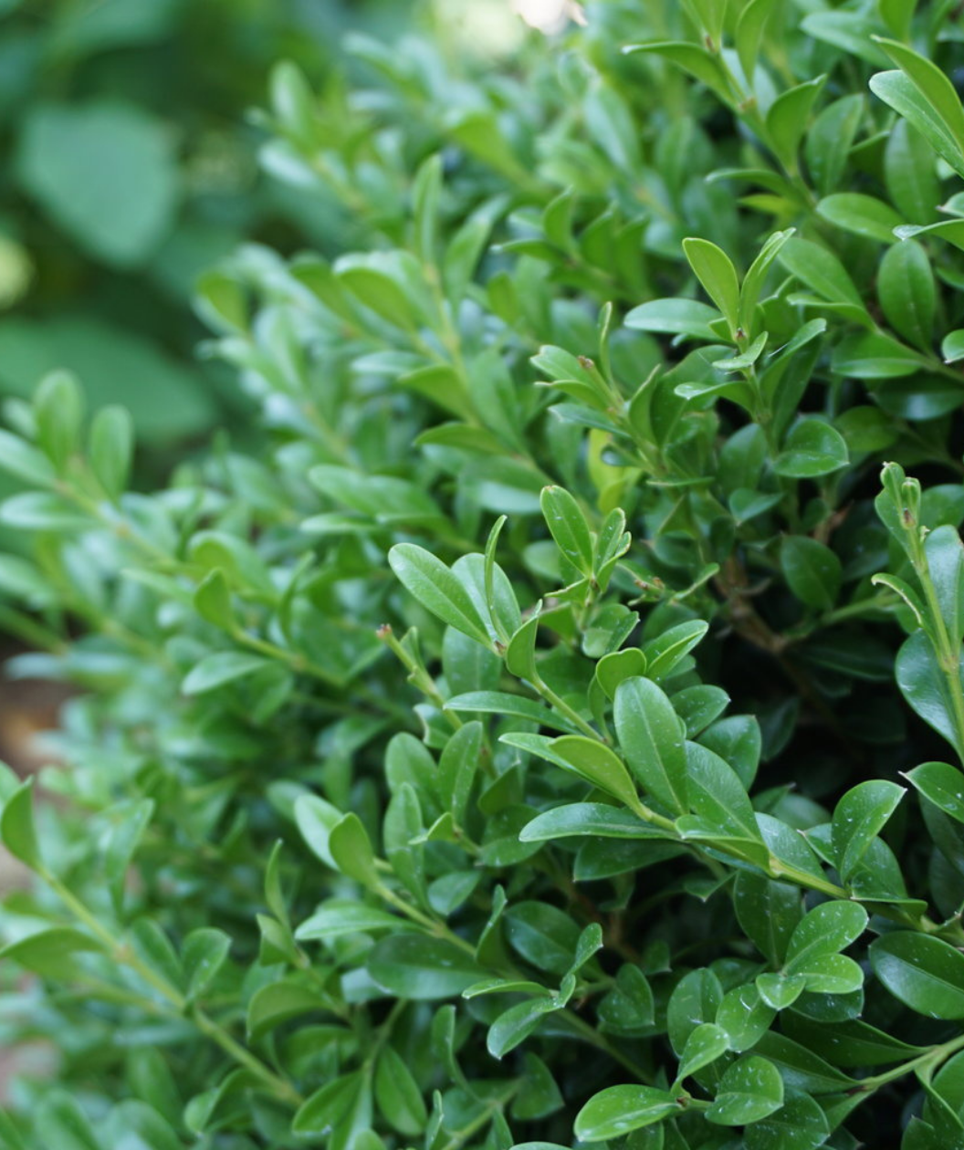 NewGen Independence Boxwood closeup of evergreen foliage
