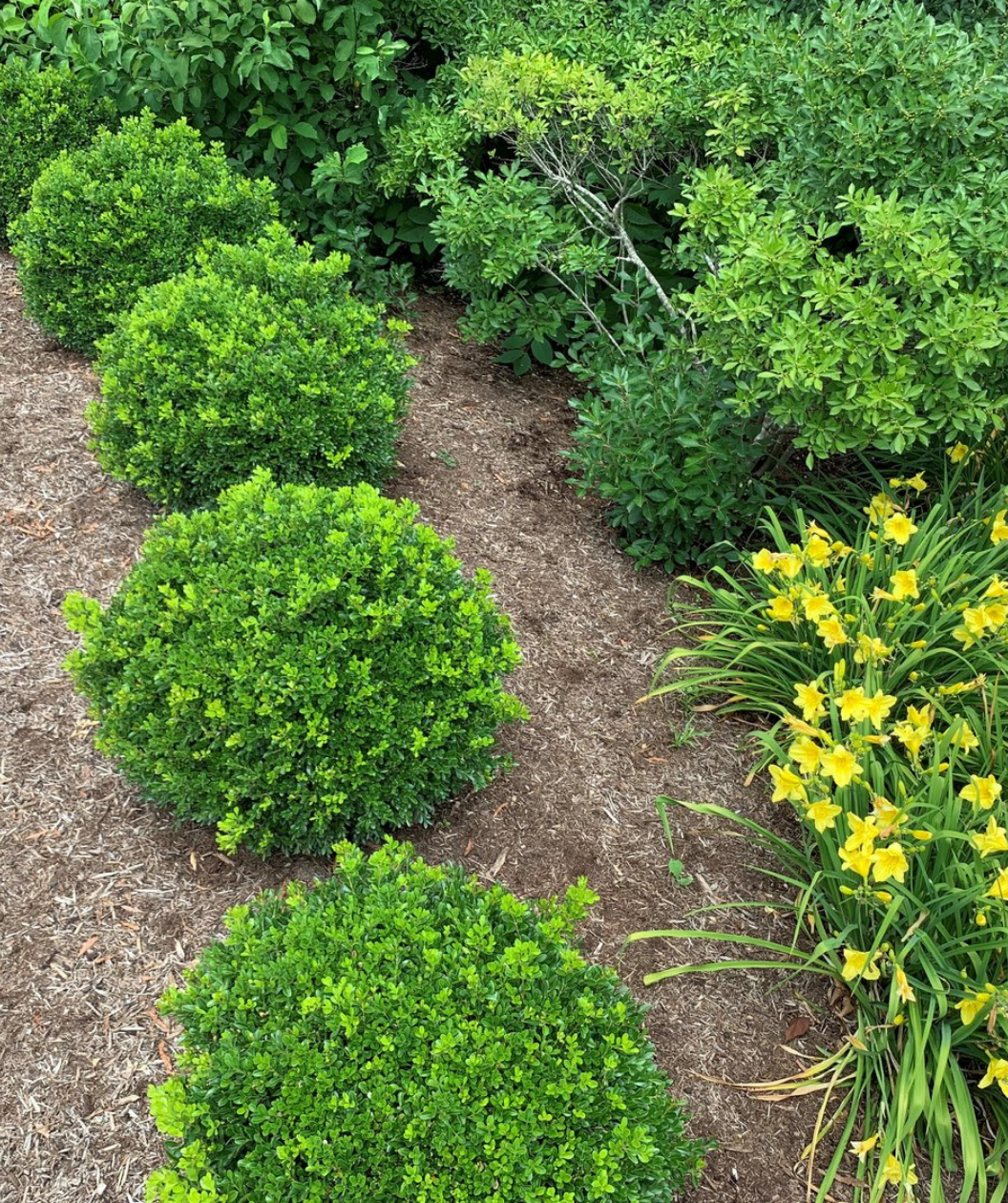 NewGen Independence Boxwood shrubs planted along garden border, small round growing shrub with small green leaves