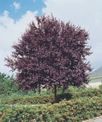 Newport Purple Leaf Plum planted in a landscape, purple conical shaped leaves with serrated edges on an outright growing tree