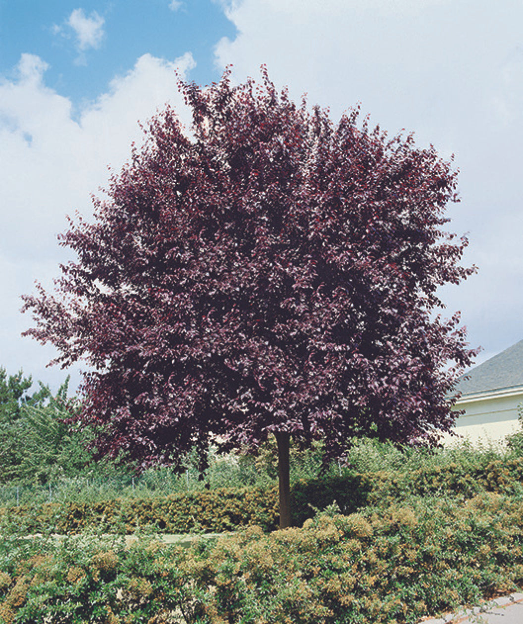 Newport Purple Leaf Plum planted in a landscape, purple conical shaped leaves with serrated edges on an outright growing tree