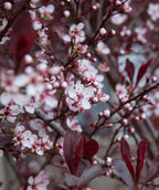Close up of Newport Purple Leaf Plum flowers, small pale pink flowers begin to emerge from purple colored flower buds