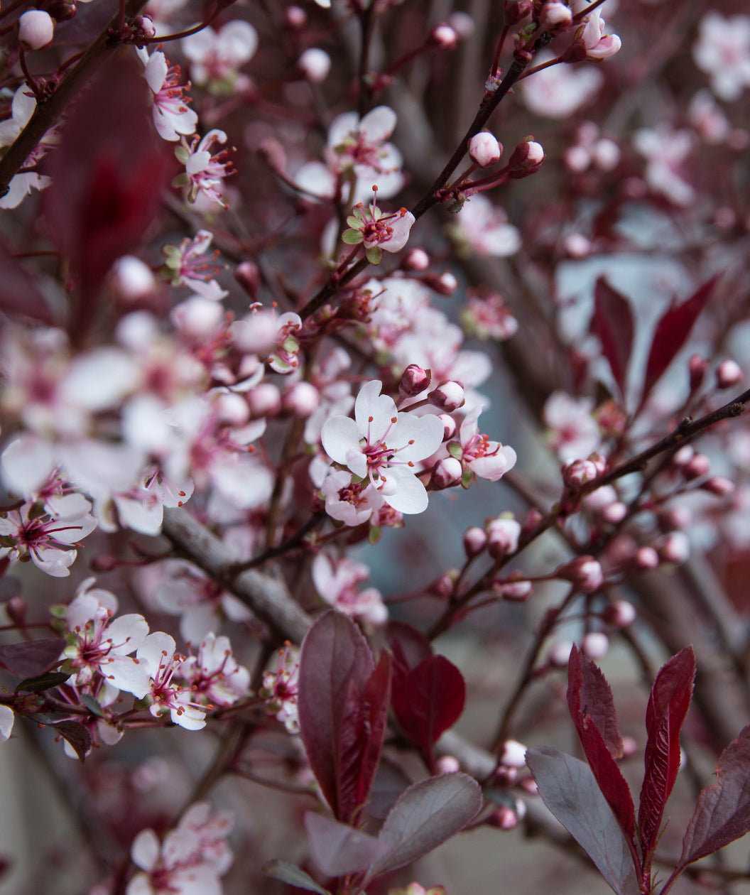 Close up of Newport Purple Leaf Plum flowers, small pale pink flowers begin to emerge from purple colored flower buds