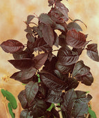 Close up of Newport Purple Leaf Plum leaves, purple conical shaped leaves with serrated edges