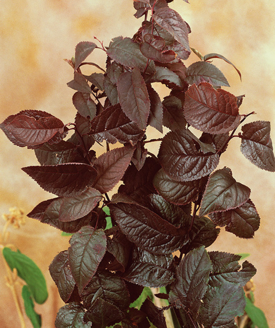 Close up of Newport Purple Leaf Plum leaves, purple conical shaped leaves with serrated edges