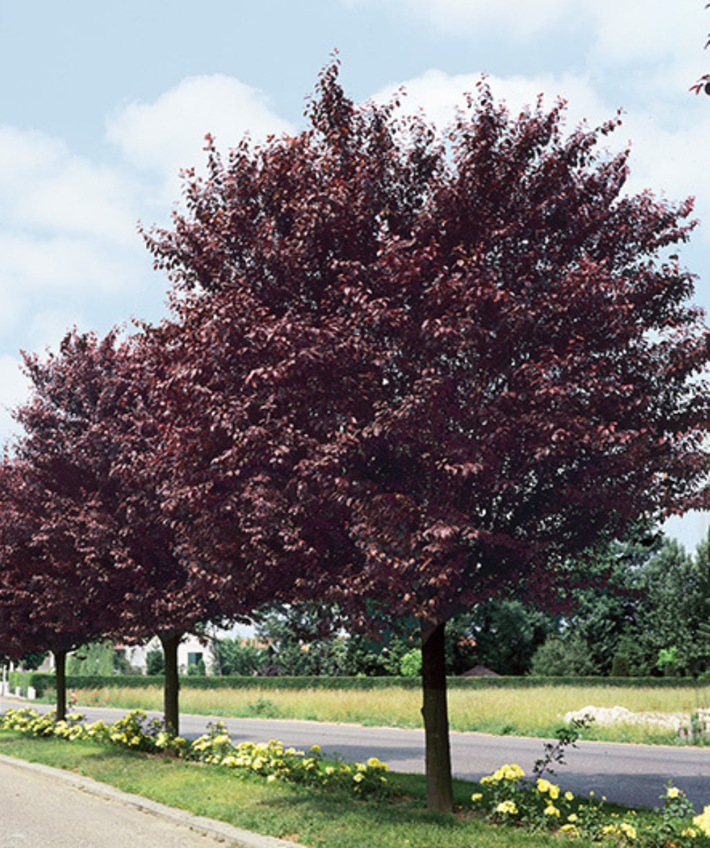 Several Newport Purple Leaf Plum trees growing in a landscape, several outright growing trees with purple conical shaped leaves with serrated edges