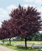 Several Newport Purple Leaf Plum trees growing in a landscape, several outright growing trees with purple conical shaped leaves with serrated edges