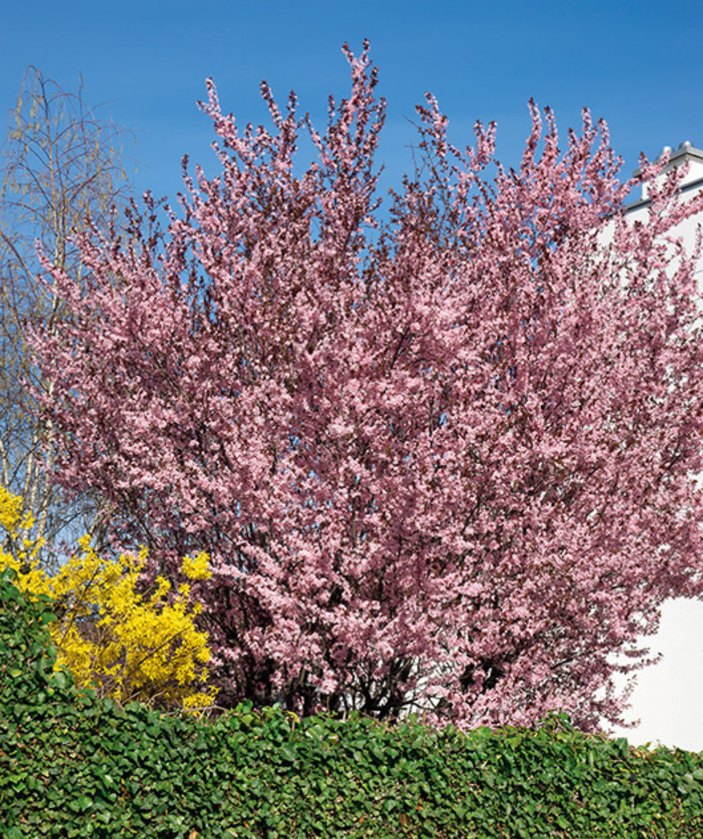 Newport Purple Leaf Plum in full bloom in a landscape, vast amount of small pale pink flowers growing on outright branches