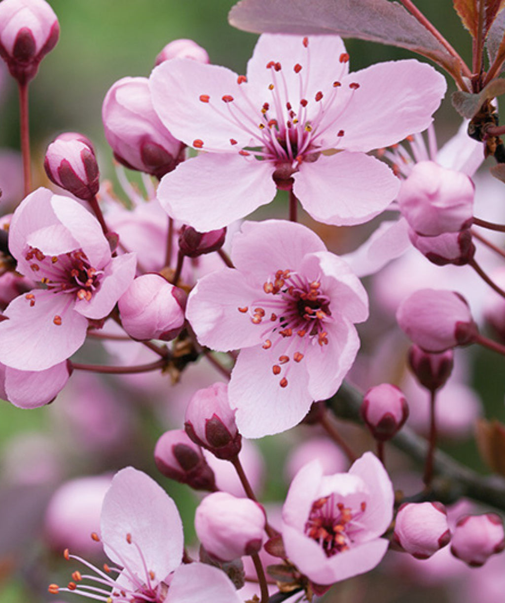 Close up of Newport Purple Leaf Plum flowers, small pale pink flowers begin to emerge from purple colored flower buds
