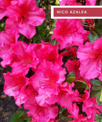 Evergreen Azaleas